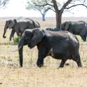 TZA MAR SerengetiNP 2016DEC24 ThachKopjes 008 : 2016, 2016 - African Adventures, Africa, Date, December, Eastern, Mara, Month, Places, Serengeti National Park, Tanzania, Thach Kopjes, Trips, Year